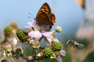 Zbog zaštite oprašivača, travnjaci u Puli, kasnije će se kositi