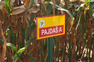 Centralni dan polja Bc hibrida kukuruza