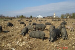 OPG Zvonarević iz Starih Mikanovaca