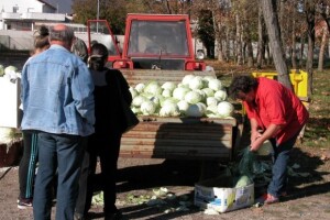 Prodaja kupusa na sinjskom sajmu