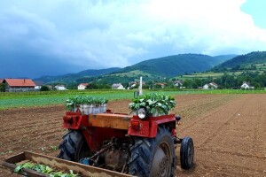 Mještani naselja Dražev Dolac ne odustaju od uzgoja kupusa