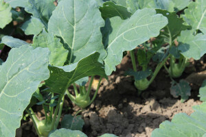 Izložba bilja na 54. Agri u Gornjoj Radgoni