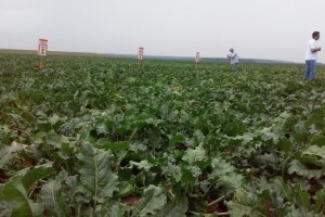 Dan polja šećerne repe KWS-a