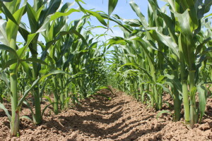 Ratarske kulture koncem 5. mjeseca kod Osijeka