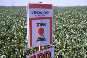 Dan polja KWS sorata šećerne repe
