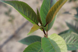 Labplant, voćni sadni materijal iz Bijelog Brda