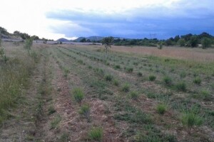 Uzgoj koka Hrvatica, lavande i krumpira na OPG Lagator