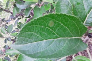 Utjecaj količine prezimjelog inokuluma na pojavu krastavosti