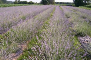Od proljeća smilje i na podravskim poljima