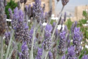 Pravo vrijeme za razmnožavanje lavande reznicama