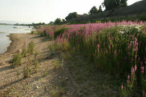 Lavanda na savskoj obali