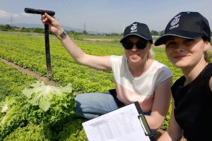 Bejo Zaden sorte salata