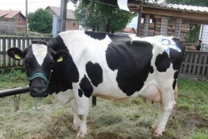 Stočarstvo i proizvodnja mlijeka u općini Brinje