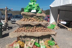Lika je nekada proizvodila 70 tisuća tona krumpira godišnje, danas tek tisuću tona krumpira koji jedva pronalaze put do kupca