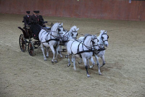 Lipicanci - Ergela Đakovo