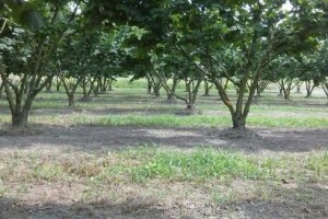 Kilogram lješnjaka prodaje se i za 70 kuna