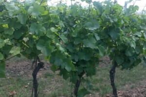Ljetni mjeseci vinogradima donose zelene radove