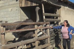 Domaćinstvo Markovića sada ima nojeve, u planu i lame