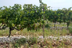 Loša godina za hercegovačke vinogradare
