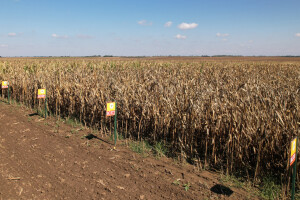 Dan polja BC hibrida kukuruza u Lovasu