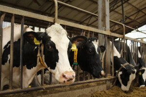 Farma muznih krava Arator u Lovasu