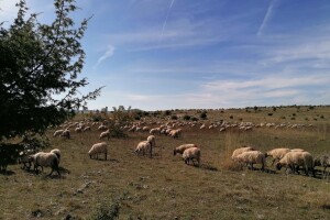 Ovčarstvo i kriza ugostiteljstva
