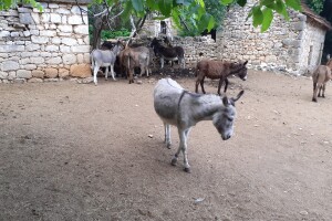 Magarad s OPG-a u Sovićima
