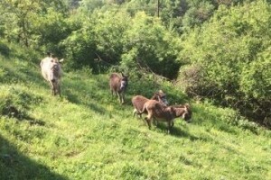 Magarećim mlijekom izliječio sina pa otvorio farmu