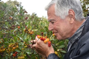 Sezona je plodova planike: Magunje ukusne, ljekovite i - opasne!
