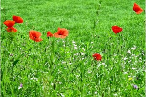 Štetne biljke na ispaši