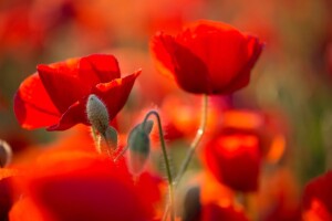 Procvjetali crveni makovi