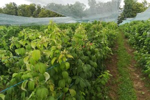Jovo Zelen u malinarstvo ušao kad su svi odustajali i nije požalio