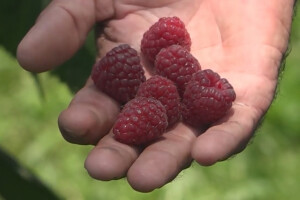 Malina počela da zri u valjevskom kraju