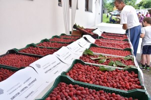Različit kvalitet maline u valjevskom kraju - cena ista