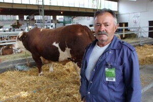 Mališa, trogodišnji bik od čak 1.550kg