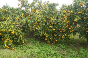 Neobrane mandarine...