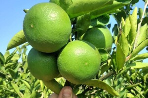 Zelene mandarine čekaju berbu