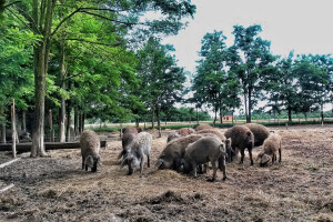 OPG Vlado Krivić - mangulice