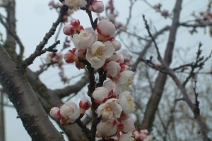 Vrijeme poludjelo - procvjetali voćnjaci