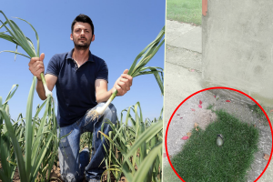 Ostavili mu ručnu bombu u dvorištu