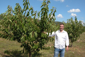 Plantaža trešanja u oplemenjenom kršu Ciste Velike