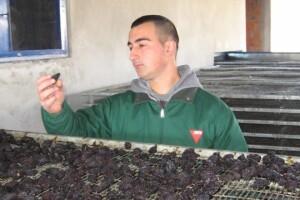 Suve šljive - čista matematika