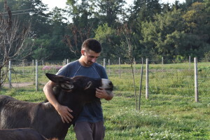 OPG Infinity obitelji Tomiša