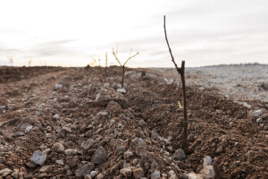 Sadnja vinove loze na Šolti na starohrvatski uzgojni način