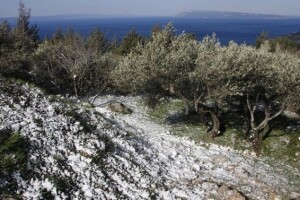 Ovogodišnja berba maslina