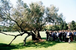 Divlje masline u Dalmaciji