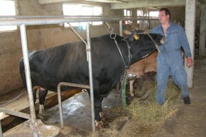 Stočari Dalmacije i Like