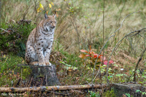 Ris Doru pušten u NP Risnjak