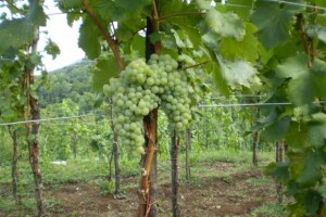 Površine pod sortom jarbolom dobile vodu