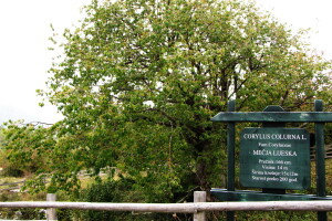 Stablo Mečje lijeske na Borikama